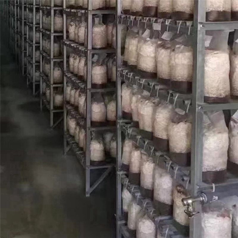 PZHI-100Pcs Mushroom Growing B - đánh giá và giá Mushroom Spawn Bag