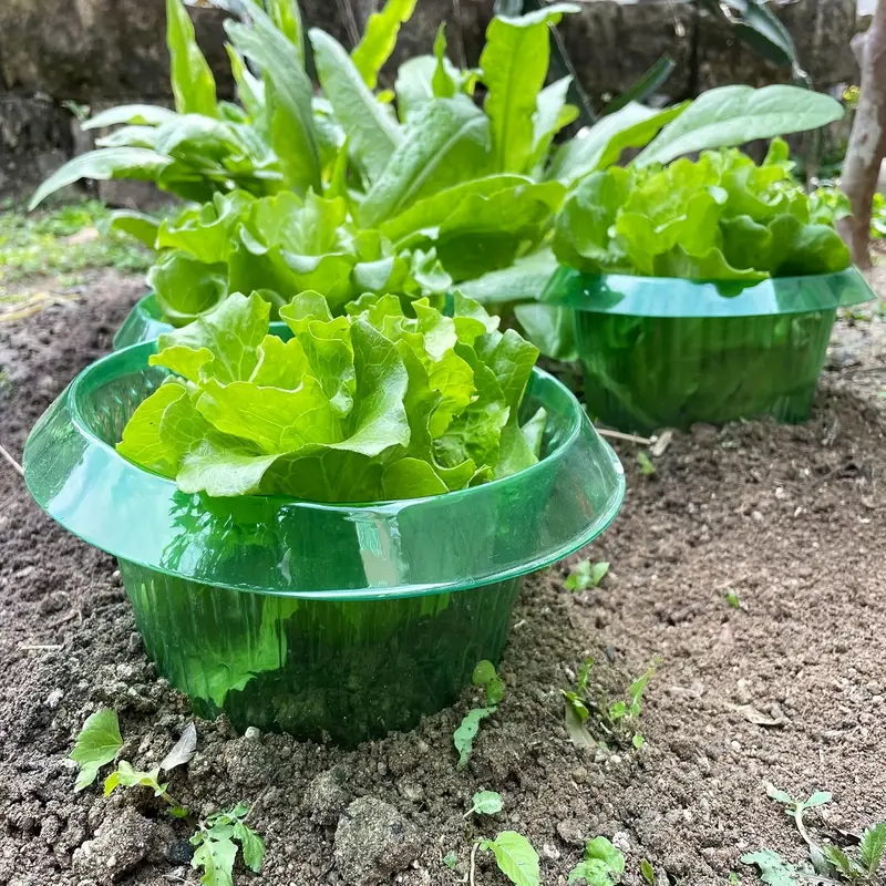Plants Slug Protection Rings V - đánh giá và giá Vegetable Transplanter